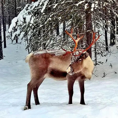 Kukkolankoski - Vierastalot Kukkola (Lapland)
